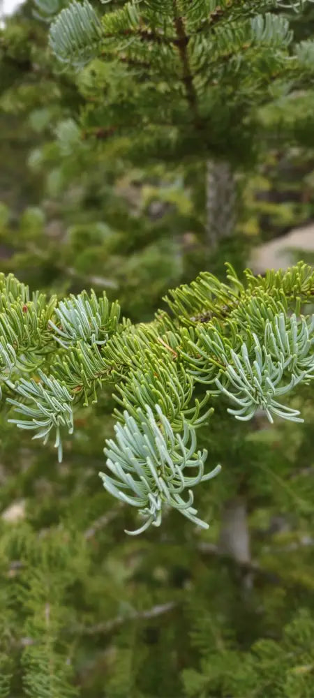 ’Ethereal Evergreens’ Digital Phone Wallpaper