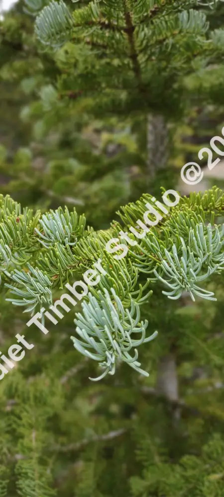 ’Ethereal Evergreens’ Digital Phone Wallpaper