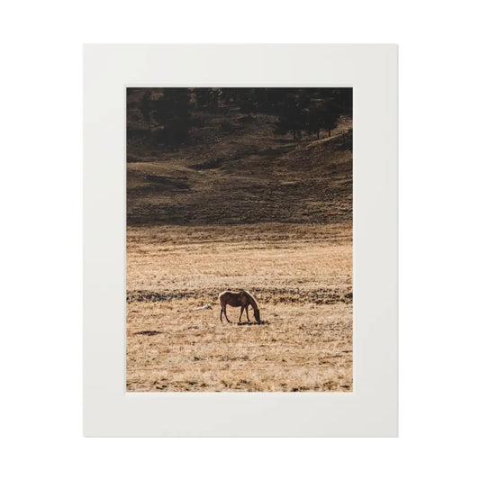 Wild Horse Photography Print | Mountain Wildlife Art 16’’ x 20’’ (Vertical) / White Print