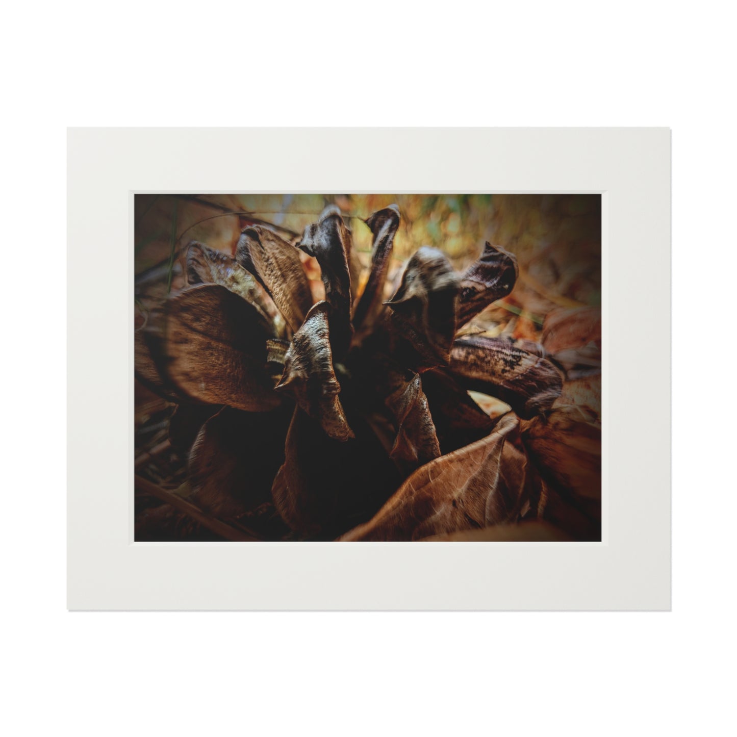 The Forest's Heart -  Photography Art Print