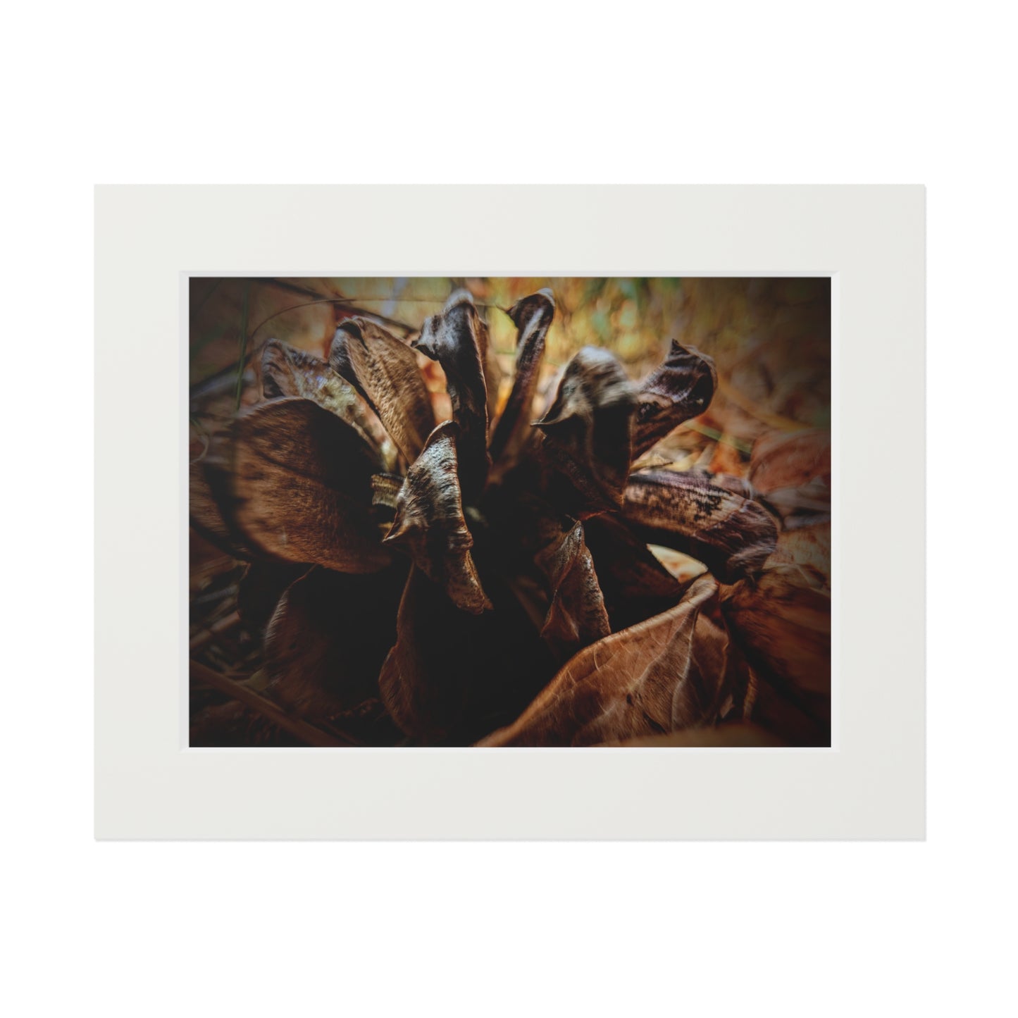 The Forest's Heart -  Photography Art Print