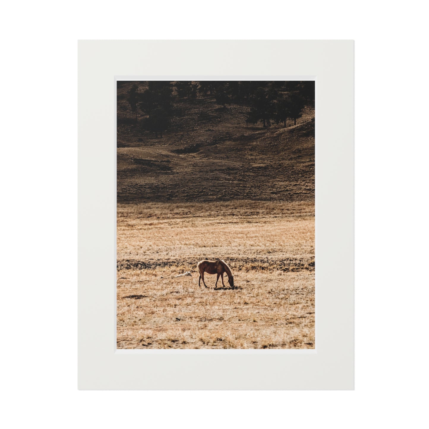 Solitary Graze - Photography Art Print