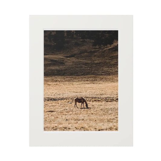 Wild Horse Photography Print | Mountain Wildlife Art 11″ x 14″ (Vertical) / White Print